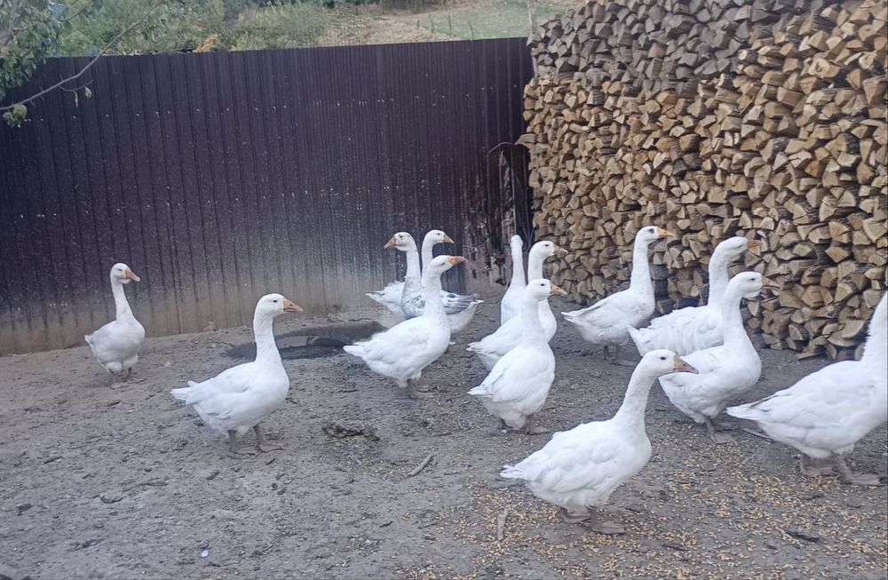 Gâște de vânzare