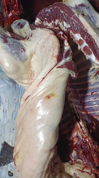 Соғым,мясо конины шымкенттік бағамен