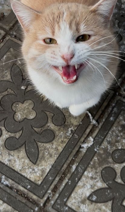 Котик срочно ищет дом