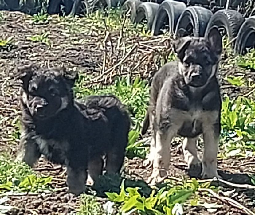 Щенки восточно-европейской овчарки