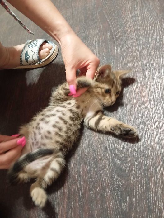 Котенок в Добрые Руки!