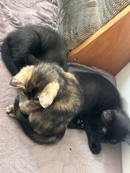 отдам котят в хорошие руки