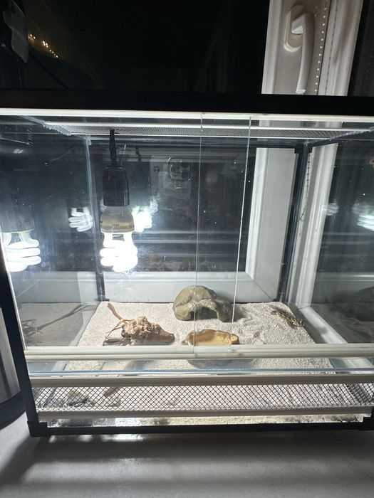 Террариум для геккона