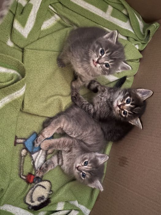 Отдам котят в добрые руки