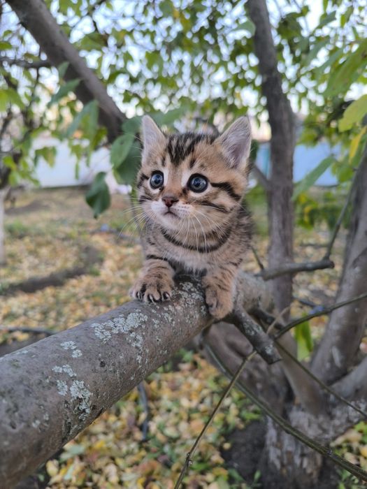 Продам очень красивых котят.