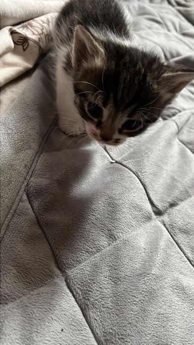 Отдам 5 котят 3 девочки 2 мальчика