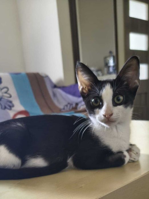 Adoptie RESPONSABILA motanel metis SCOTTISH
