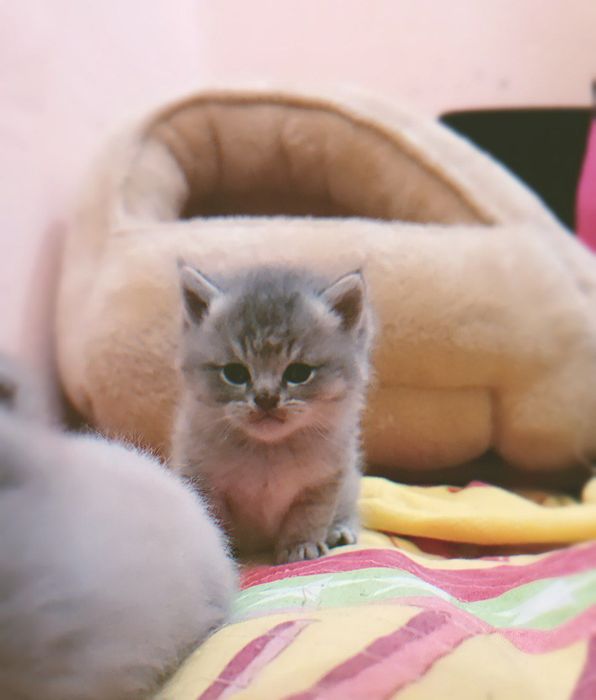 Котята скотиш страйт