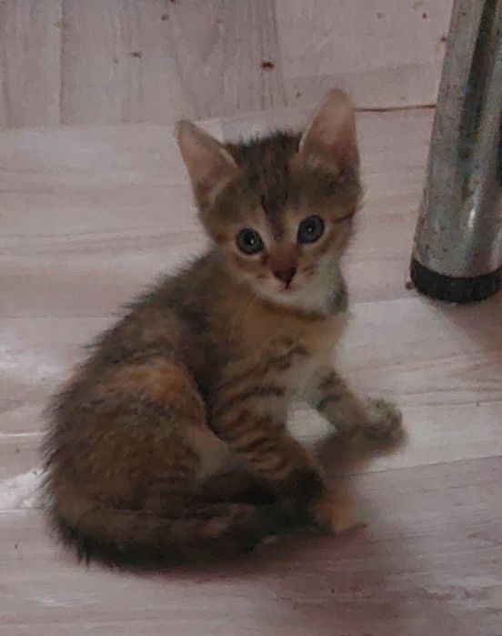 Отдам котят в хорошие руки