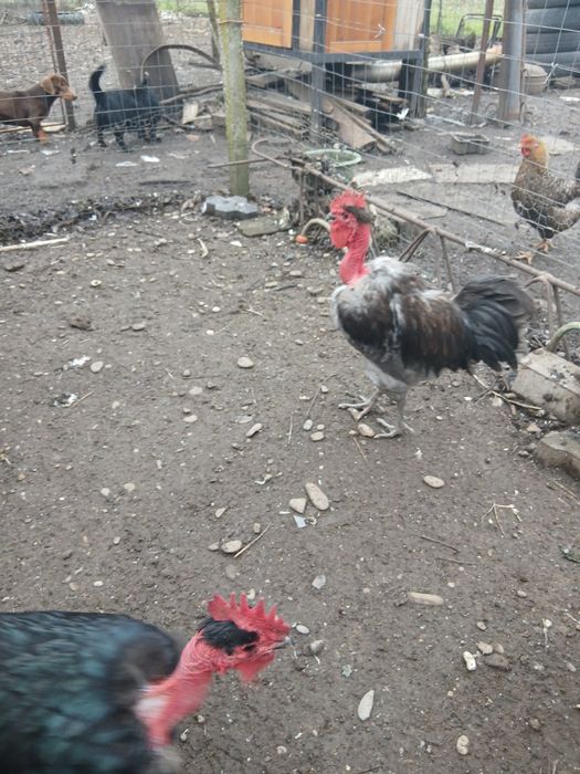 Cocosi gat golas de Transilvania