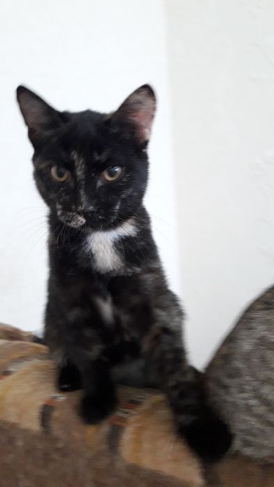 Пристраиваем молоденькую кошечку