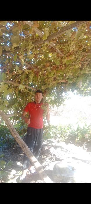 Жеміс ағаштар кызыл.сары.көк алма.ргуша.жузім.