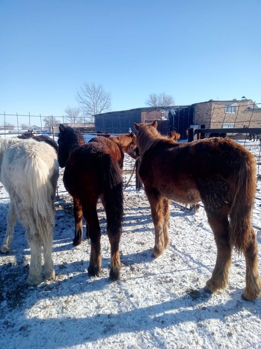 Продаются жирные тайчики