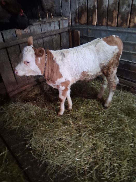 Vițică de vânzare