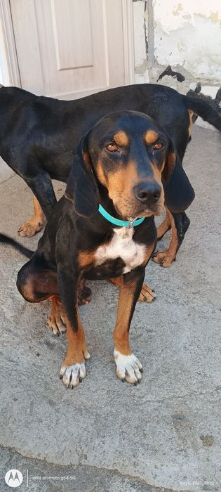 Лудогорско гонче