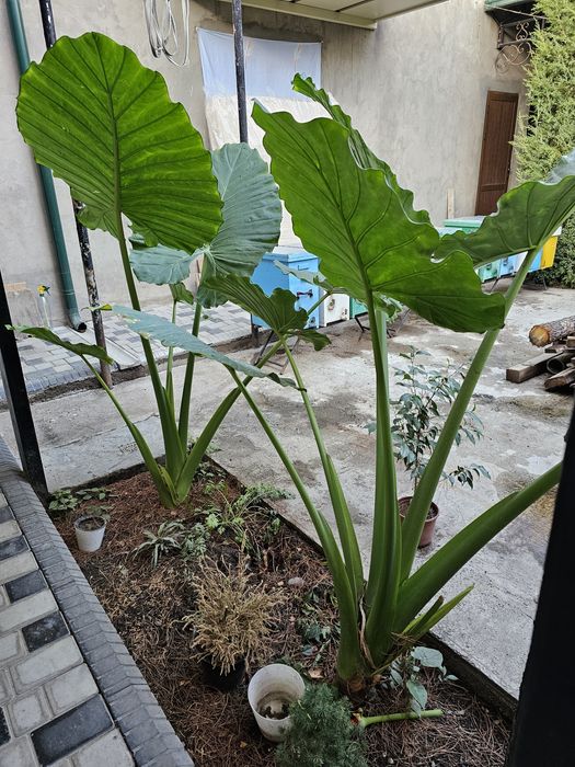 Ростение-Цветок АРМА (алоказия)