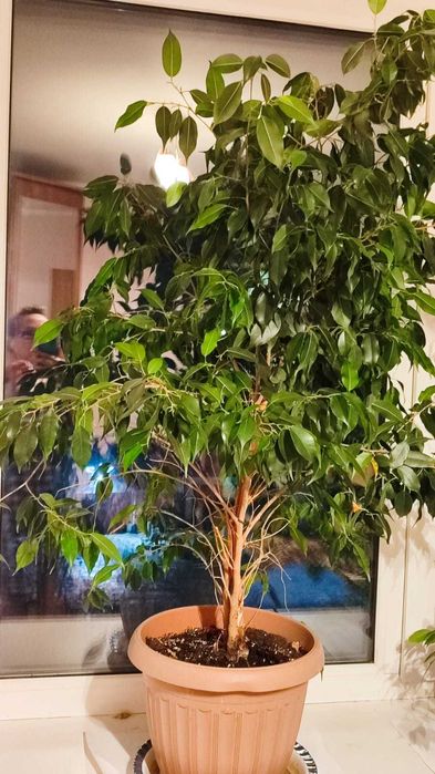 продам комнатные цветы