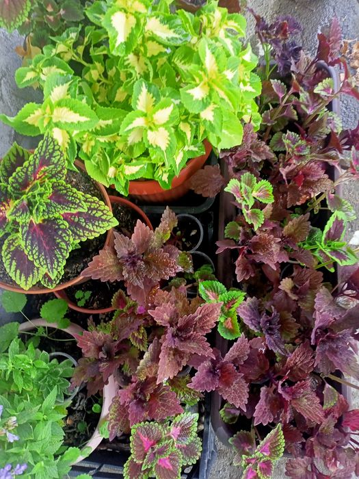 Цветы Колеусы рассада