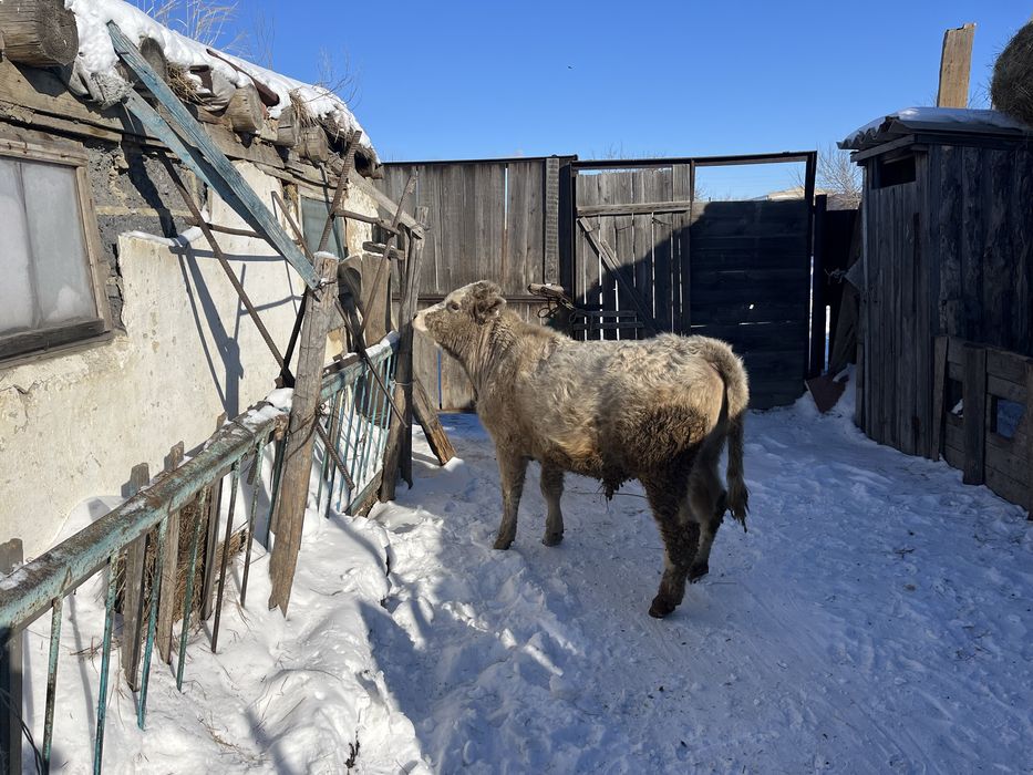 Бычок бычок обмен на бараны