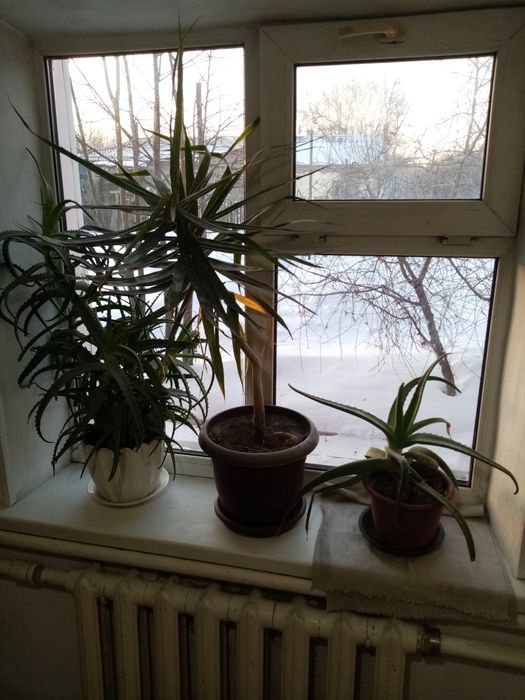 Алоэ древовидный