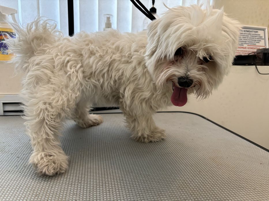 Груминг собак и кошек