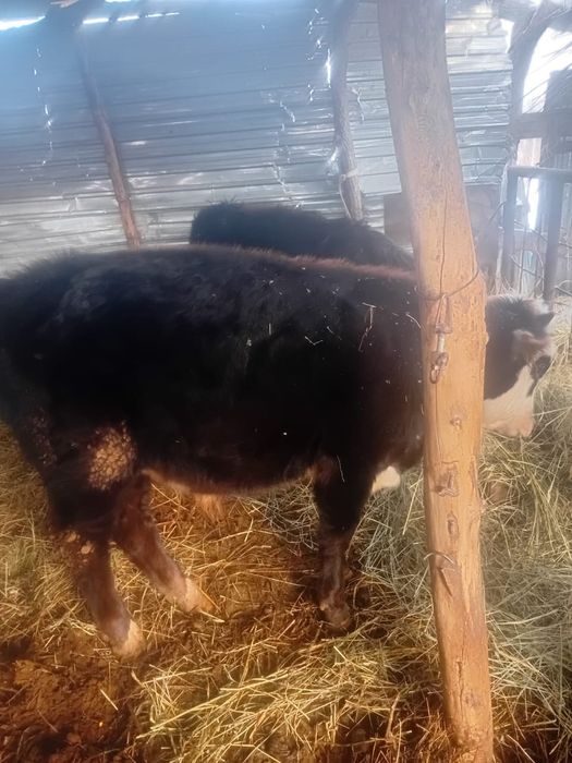 Продам бычка год и2
