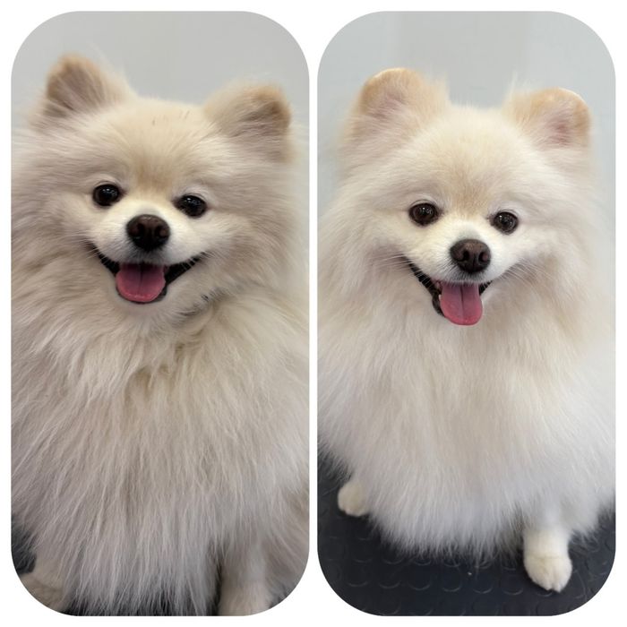 Профессиональная Стрижка (Груминг) собак и кошек