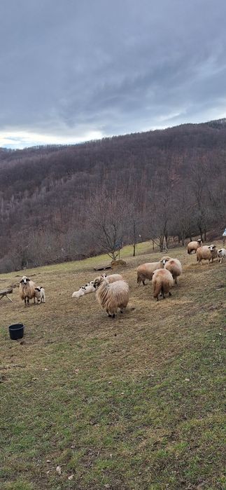 Vând 28 de oi tinere .10 cu miei ,5 mai trebuie să fete si restu noati