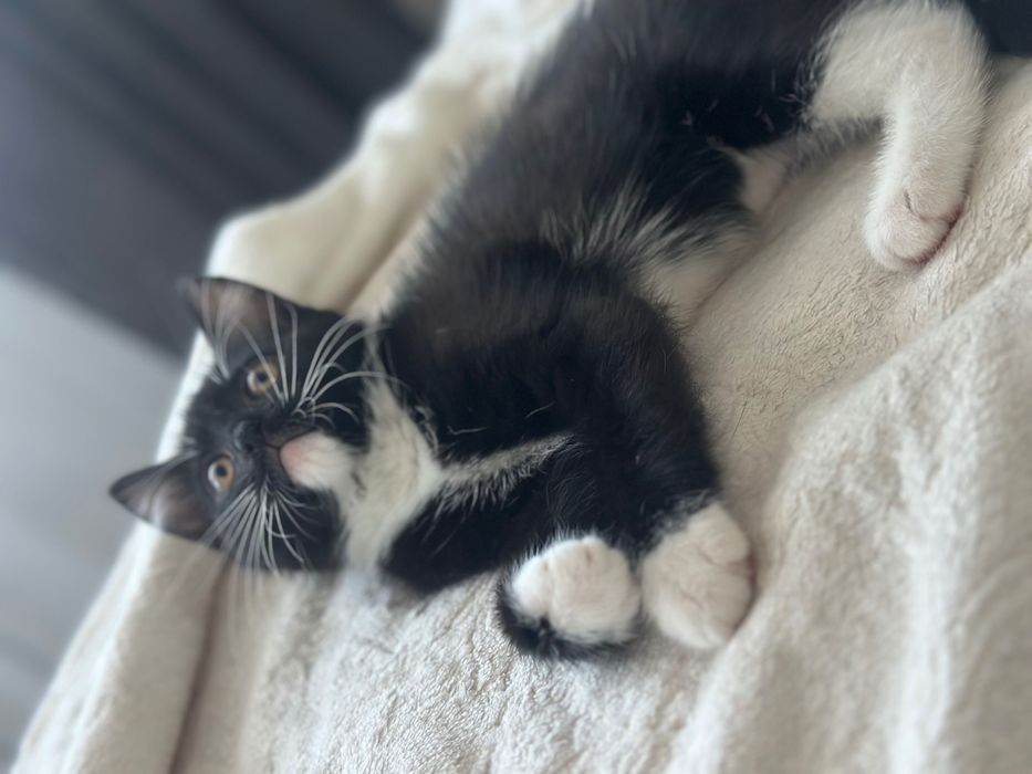 Котенок ищет дом (девочка)
