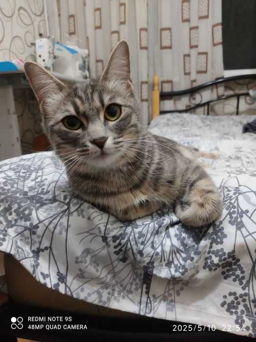 Отдам даром - Yaxshi qo'llarga topshiramiz