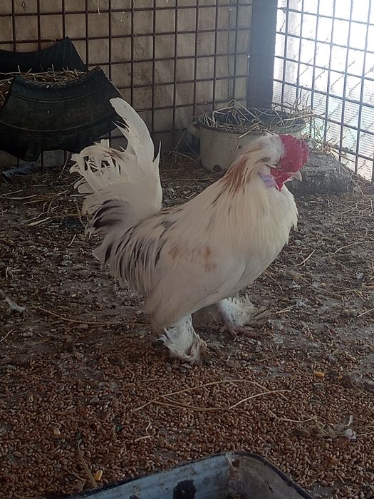 Găinușe moțate pitici caută altă casa