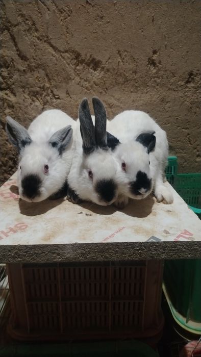 Quyonlar bor barter qilaman