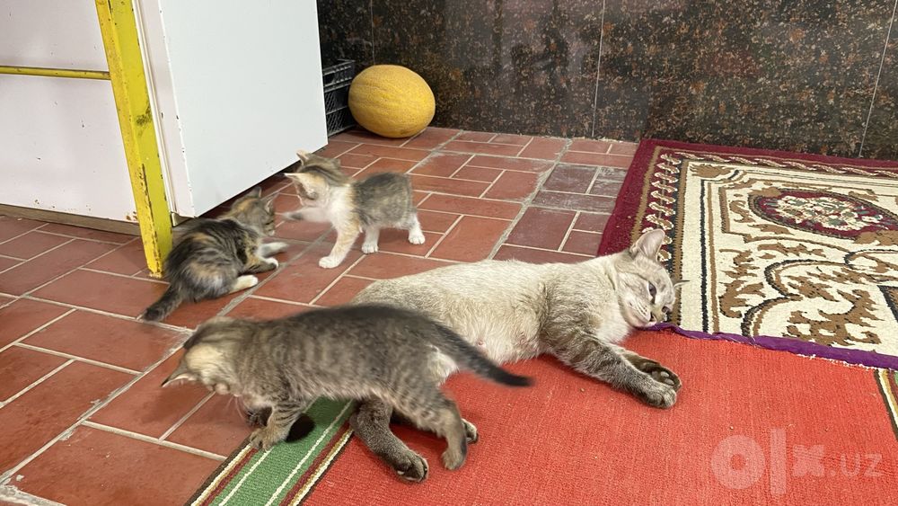 4 дана Домашняя кошка