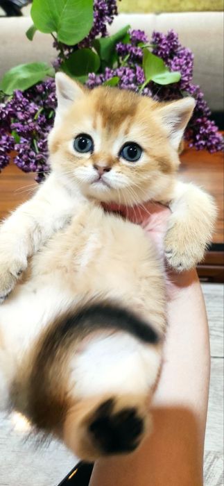 Продаются шикарные котята скотиш фолд и скотиш страйт