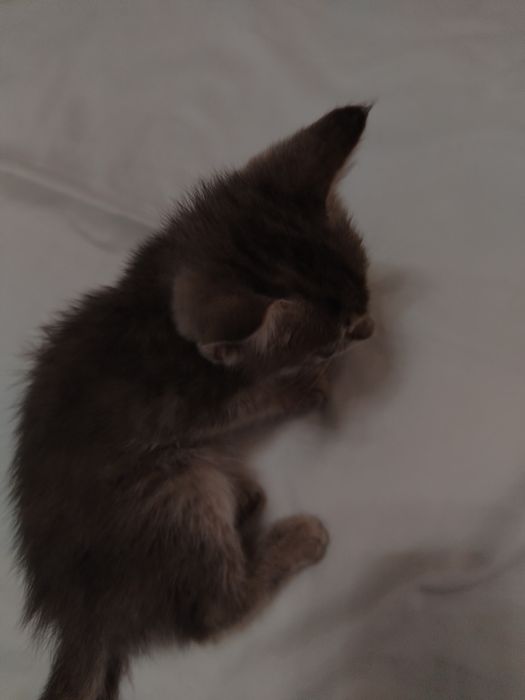 Котята очень милые