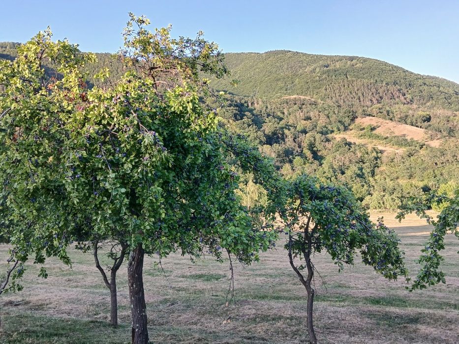 Prune Vărănești bune