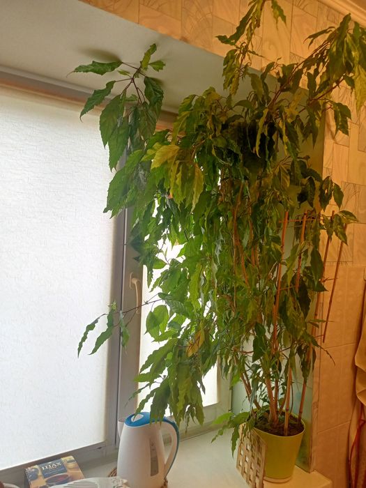 Комнатный цветок