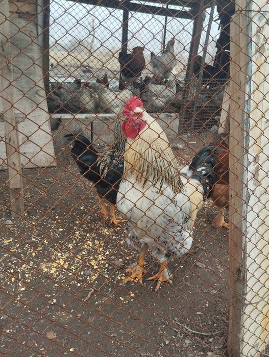 Продам петухов разные