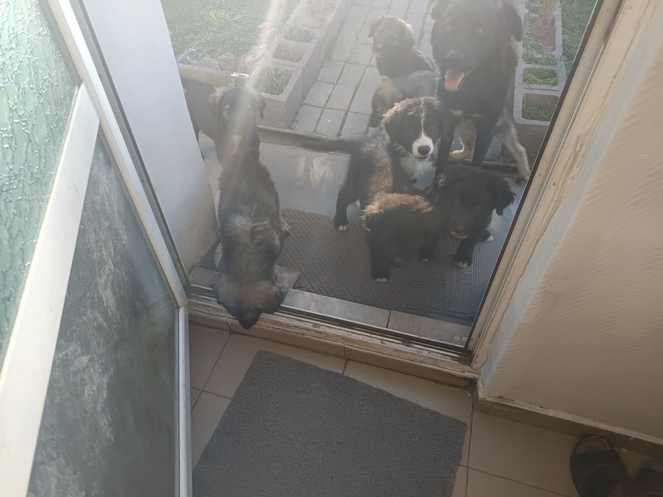 Cateluși ciobanesti adoptie