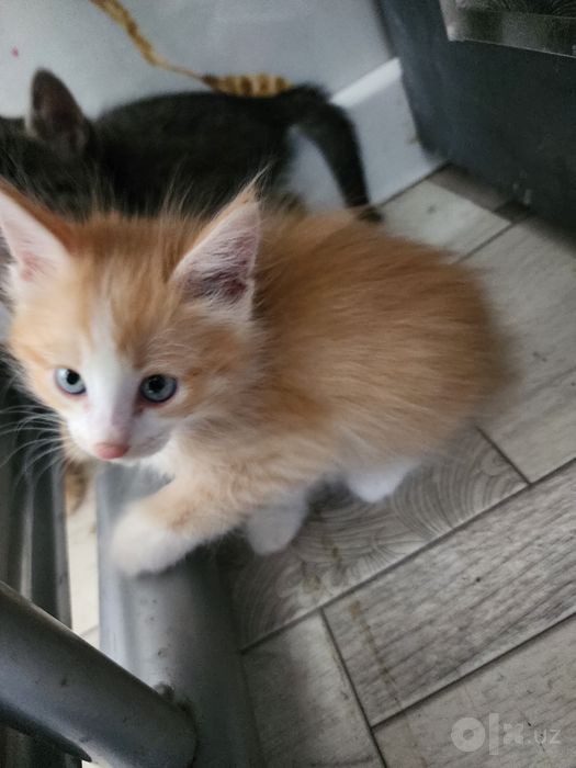 Котёнки 5 штук отдам даром
