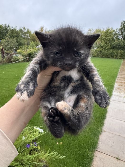 Отдам котенка в добрые руки