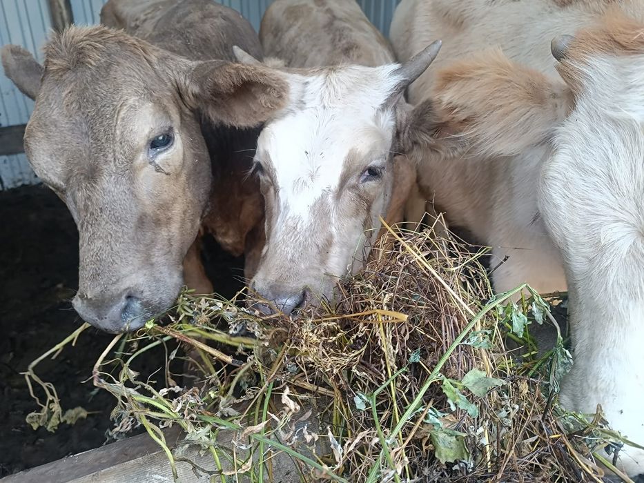Продам 3 тёлок жирных