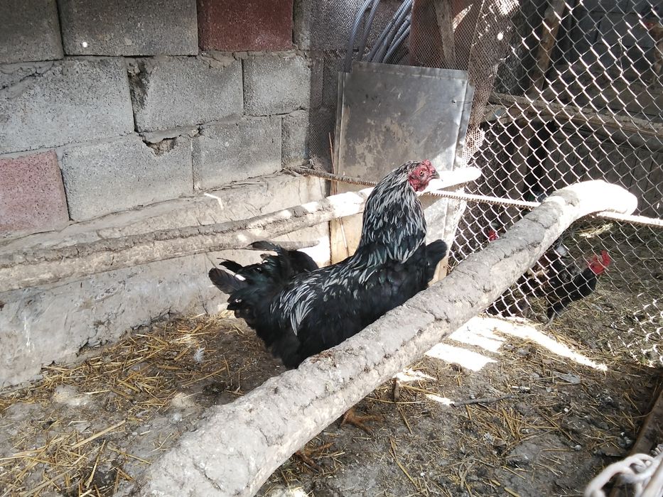 Келісеміз сөлесеміз