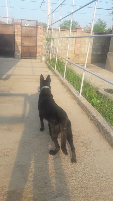 Европейский овчарка