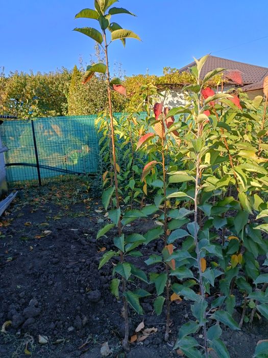 Pomi fructiferi altoiti