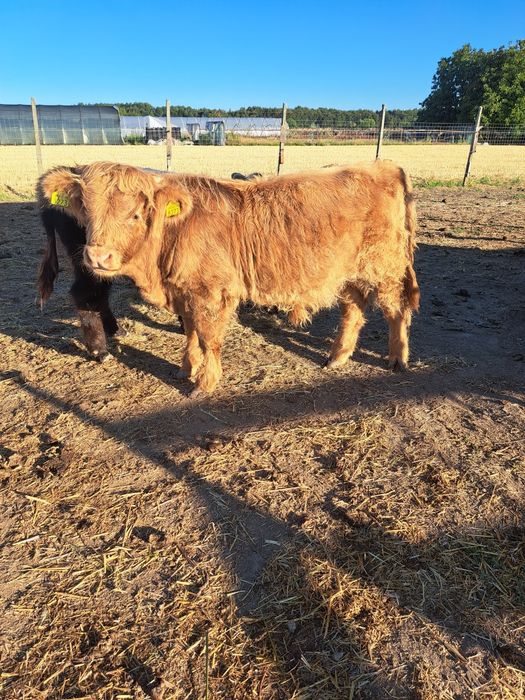 Highland Scotian