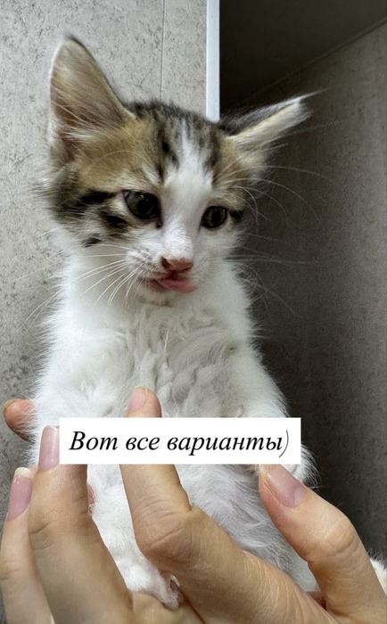 Котята домашние милые