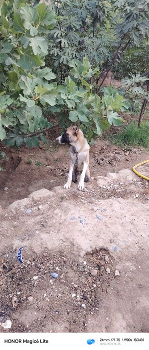 Алабай сотилади 4 ойлик кучук