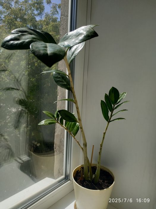 Комнатные растения