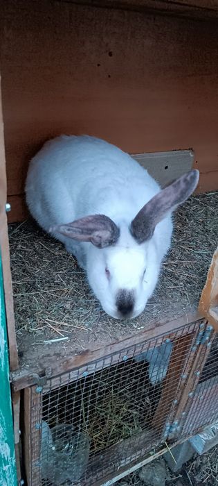 Продам кролик девочка 10 месец